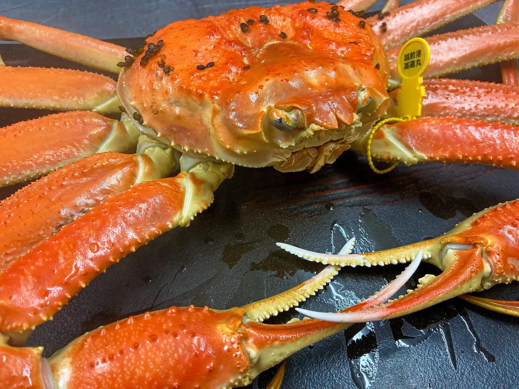 黄色いタグの付いた越前がに
